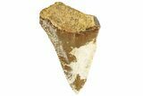 Partial Fossil Megalodon Tooth From Angola - Unusual Location #258553-1